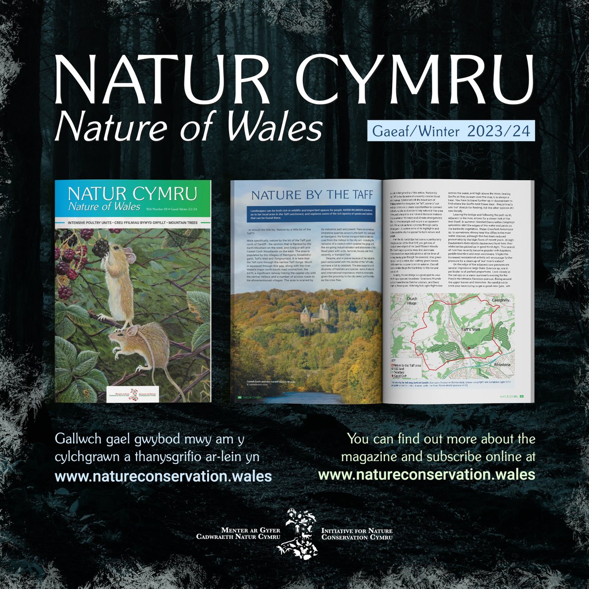 Want to know more about conservation in Wales? You can subscribe to Natur Cymru and support INCC for just £2.50 a month. Please join us! 🌿 bit.ly/NaturCymru2024