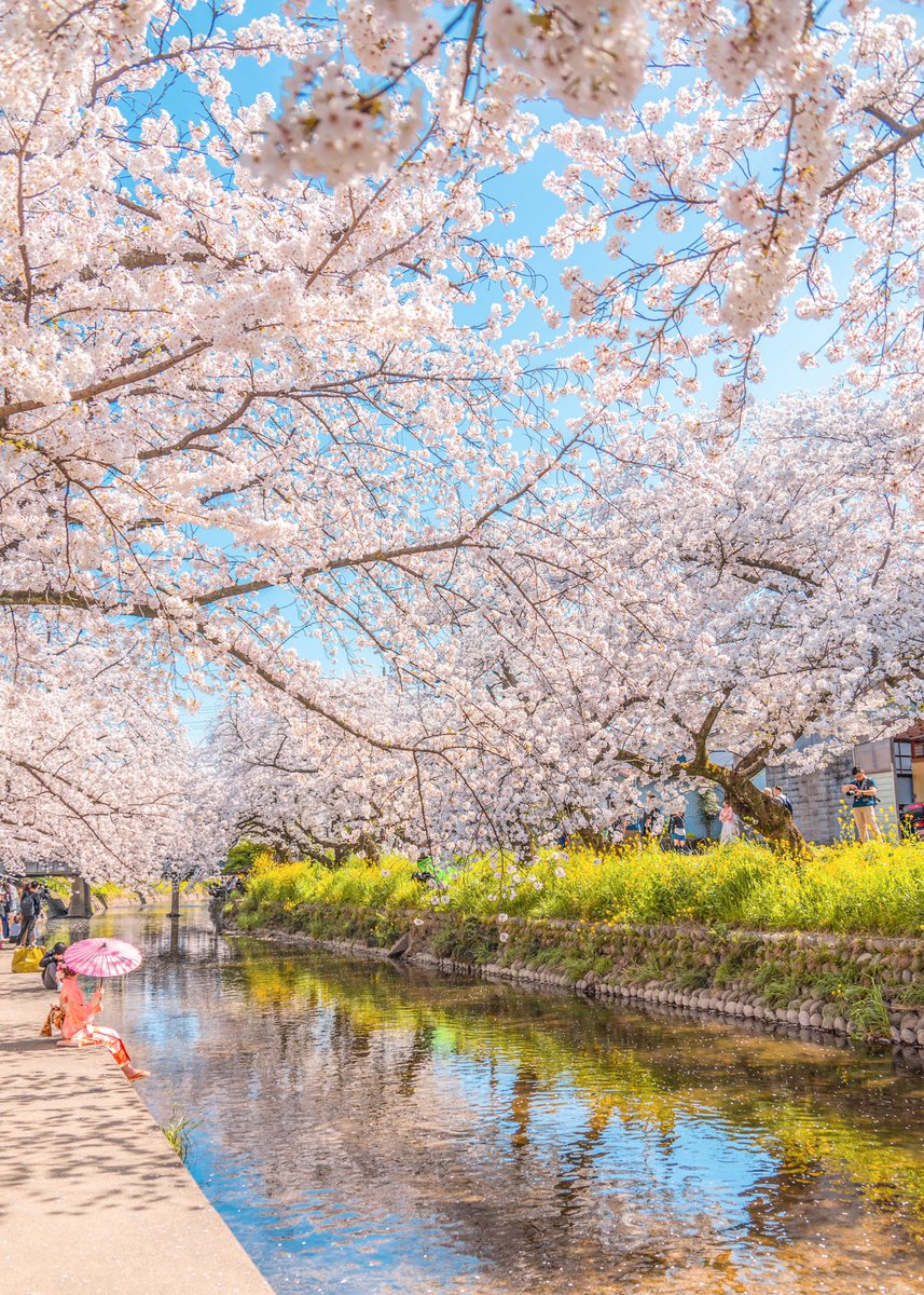 春爛漫な五条川の桜並木。