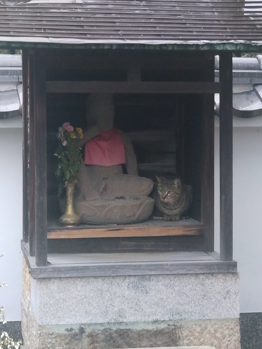 今日はなんとありがたい日だ！ しっぽなの面影が。 【かまぼこ兄さんと 仏さま】 4月8日はお釈迦様さまの誕生日 ・・・・・・・・ #猫の日 #猫のいる暮らし #猫のいる生活 #猫の居る暮らし #猫のいるしあわせ #猫との生活 #猫写真 #御朱印 #長円寺