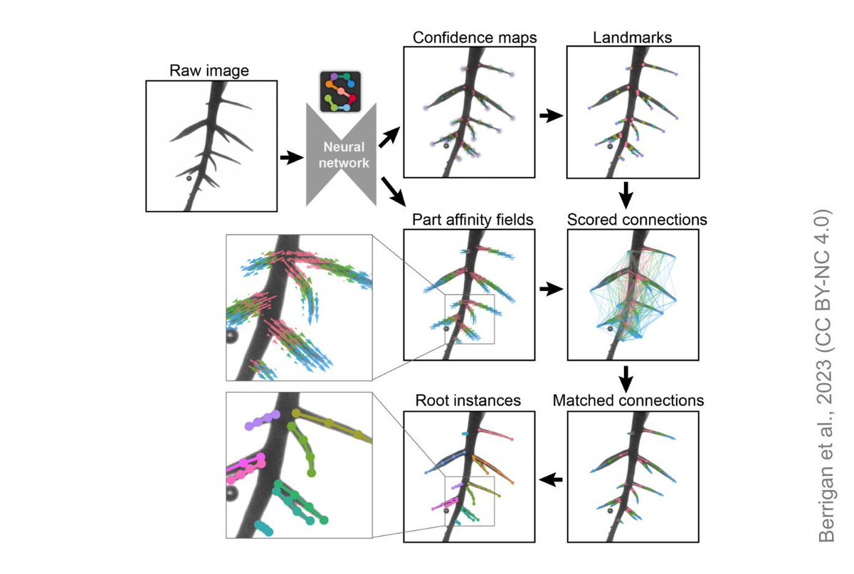 Presenting a new method for plant root image analysis using deep learning: Preprint from the Busch (@Rootstrapping) and Pereira (@talmop) labs, evaluated on @PREreview_. sciety.org/articles/activ…