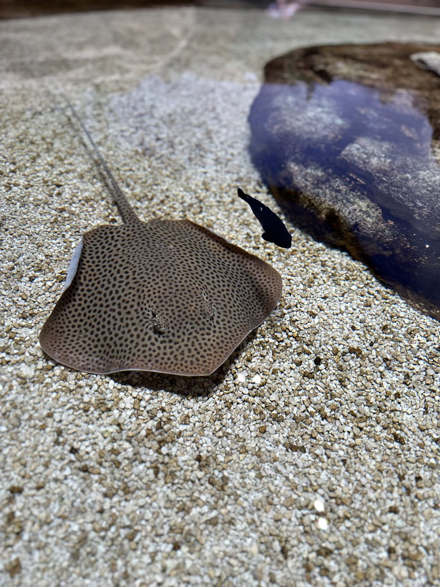BisdakV's tweet image. A chance of a lifetime for our boy who gets the chance to touch baby string rays at SeaWorld Abu Dhabi.

#AbuDhabi #UAE #stringrays #SeaWorld #ocean #marinelife #nature #environment