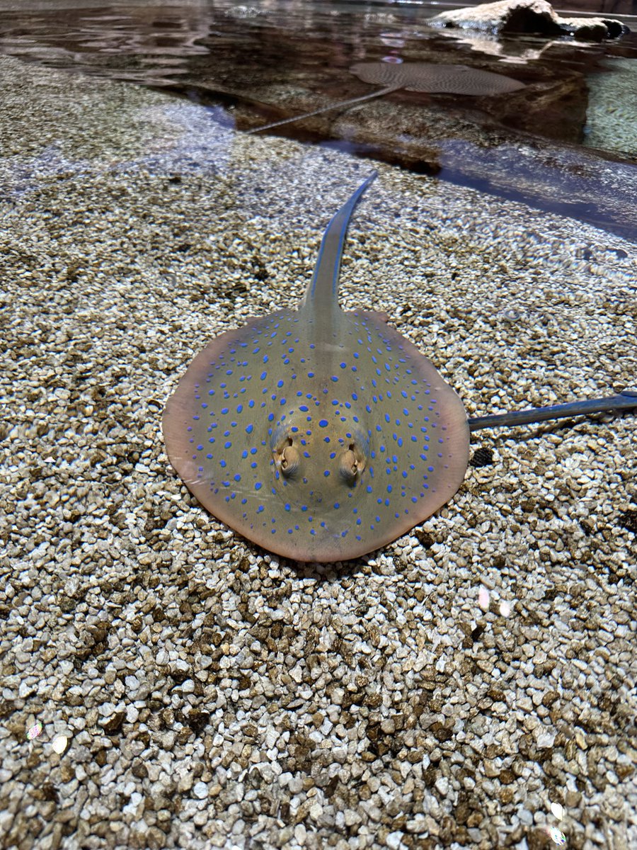 BisdakV's tweet image. A chance of a lifetime for our boy who gets the chance to touch baby string rays at SeaWorld Abu Dhabi.

#AbuDhabi #UAE #stringrays #SeaWorld #ocean #marinelife #nature #environment