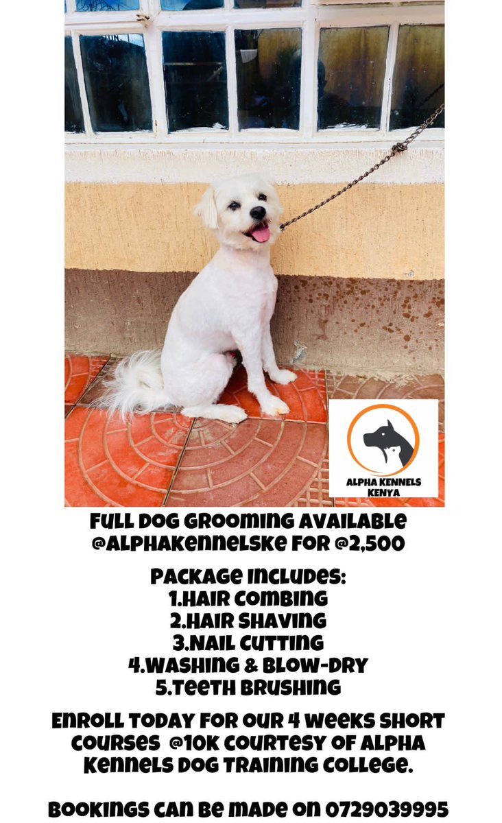 _mayaka__'s tweet image. Join the grooming revolution  @alphakennelsk! From Embakasi East charm to Puerto Ordaz flair, our services cater to every pup's unique style. Give your dog the gift of a snitch-worthy makeover today! 🎩🐕 #StylishPups #MakeoverMagic"