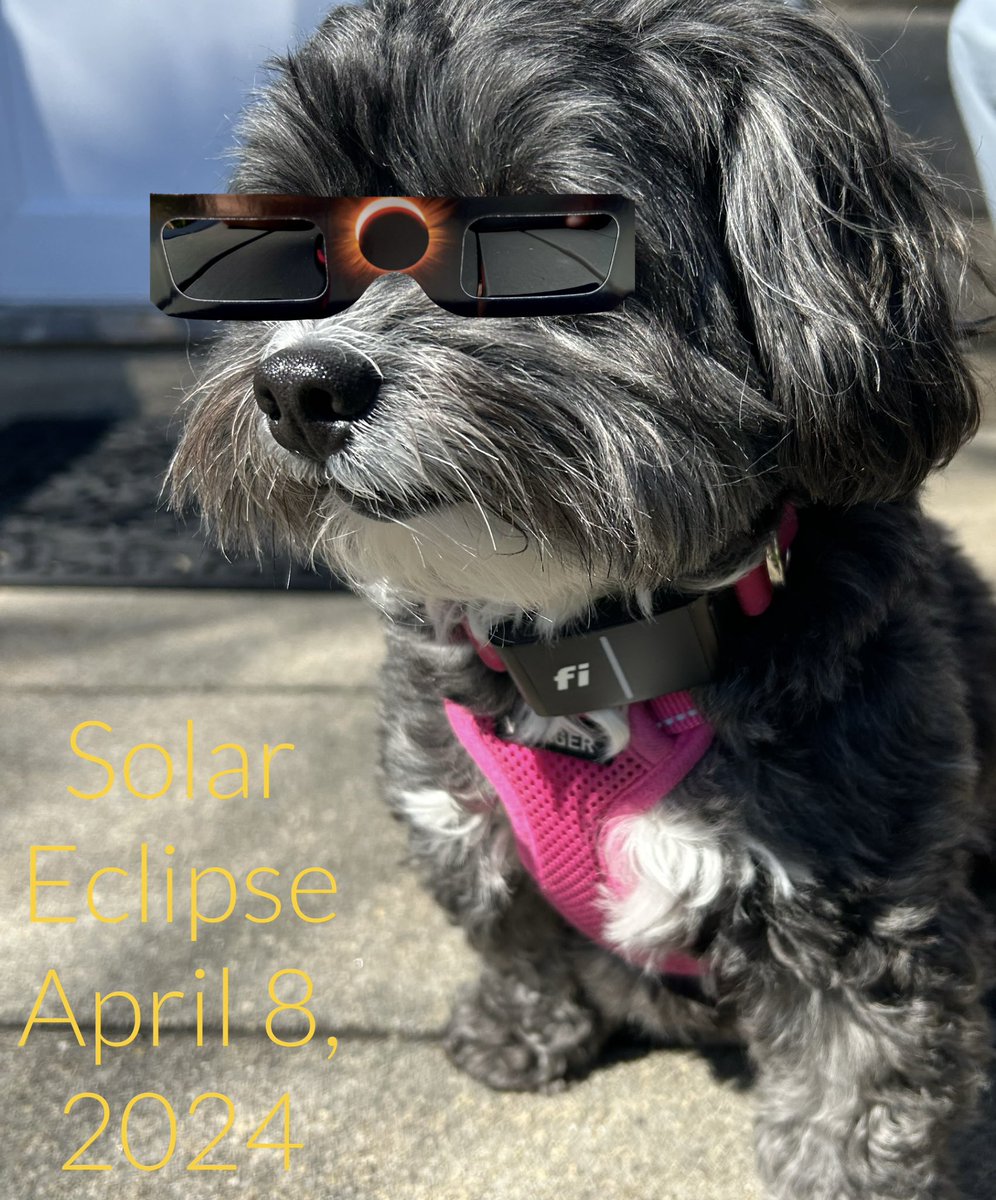 Da moon will photobomb da sun! Dat’s some shady business! Me is totally ready ☀️🌑🕶️ #SolarEclipse #SolarEclipse2024 #hellodarknessmyoldfriend #dogsoftwitter #dogsoftwittter #dogsontwitter #Xdogs #dogsofX #MondayVibes