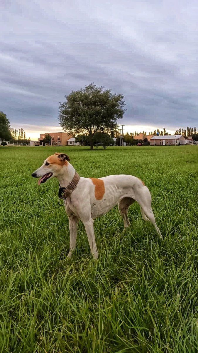 Olivia es una galguita que ayudamos en año pasado, a partir de eso quedamos en contacto con su humano y hoy,  ya viejito, me escribe para ver si lo puedo ayudar con ella.
Hilo de porqué deberías adoptar a Olivia (Neuquén y alrededores)