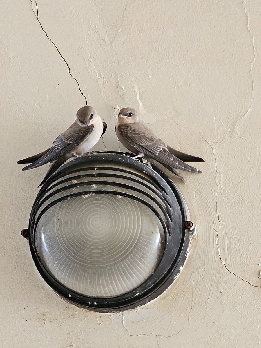 Pale gray Martins This year's young #uae #birding #birdwatching #Martins #BirdsSeenIn2024 #