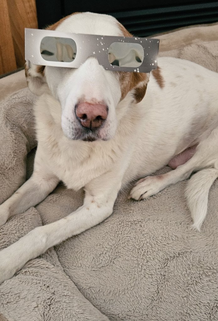 CanadianBlackBear🇨🇦 (CanadianPenny🌈) tweet media