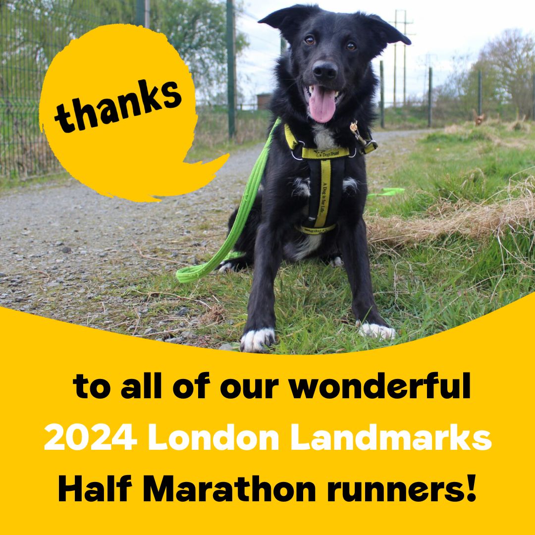 Well done to everyone who ran the #LondonLandmarks Half Marathon this weekend! 👏🏅 We are so grateful to all of our wonderful Dogs Trust runners who took part in the event and raised vital funds for dogs in need 💛 #LLHM2024