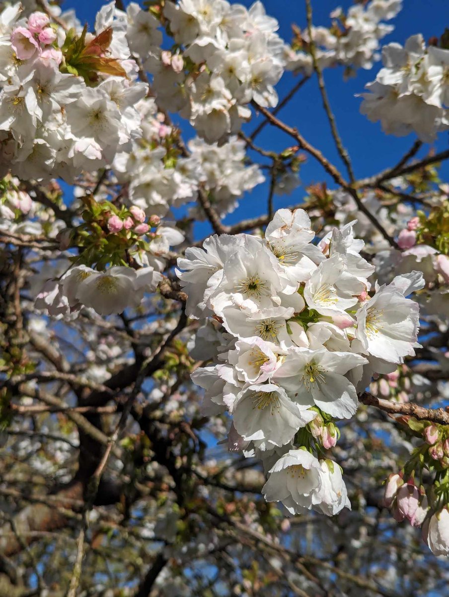 Live from Lauriston Castle. Happy Monday. After a windy old weekend we have settled back into #spring. #Edinburgh