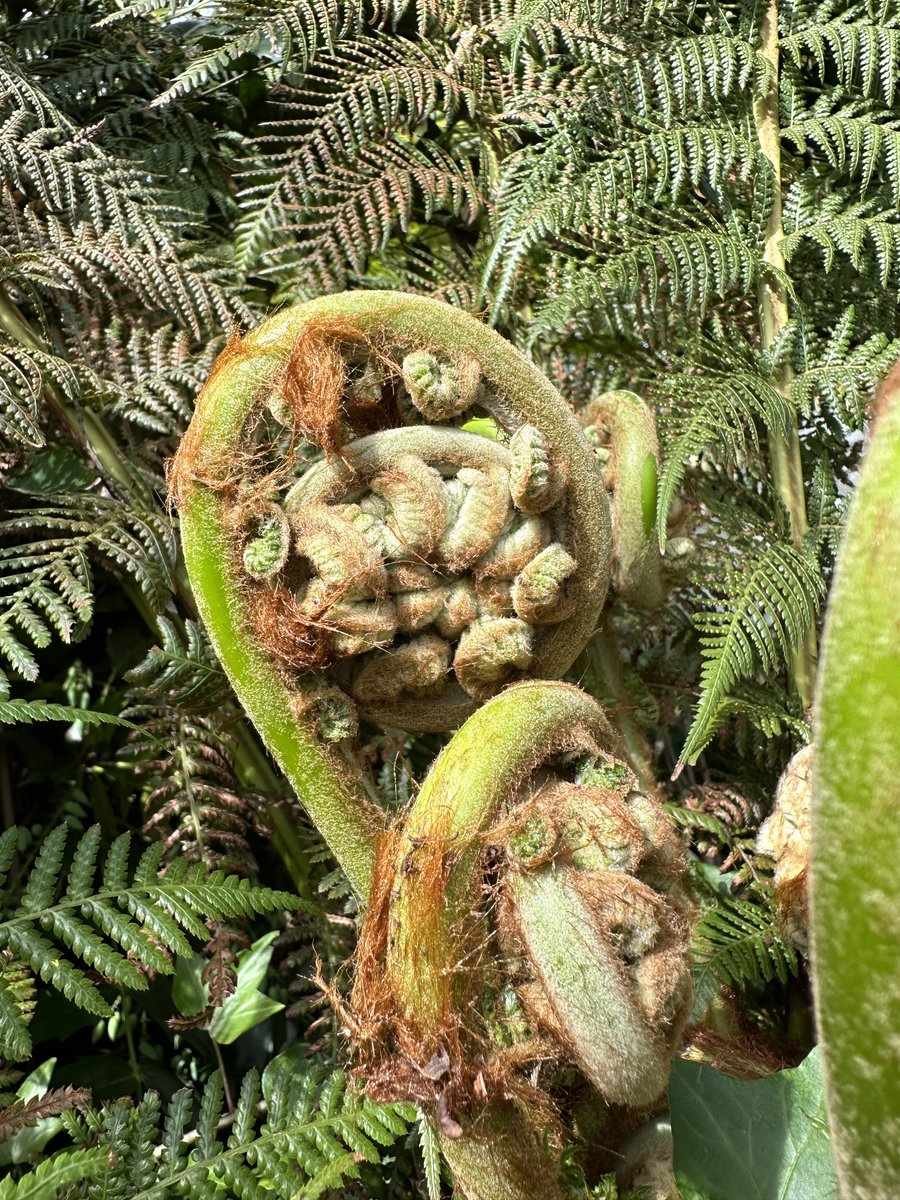 acherontiadex's tweet photo. Dicksonia antartica croziers #ferns #treeferns #gardenplants https://t.co/3lEQQYSMtu