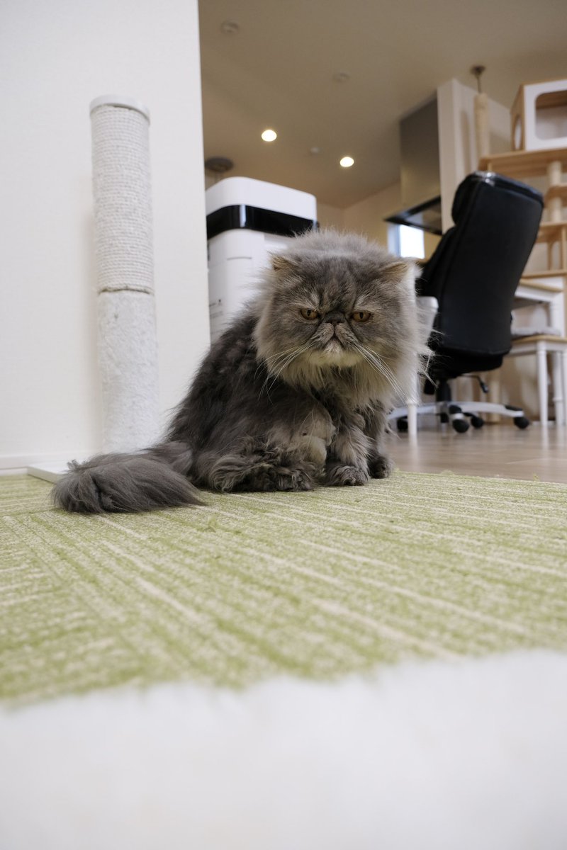 吾輩は猫ニートである。 (@waganeko001) / Posts / X