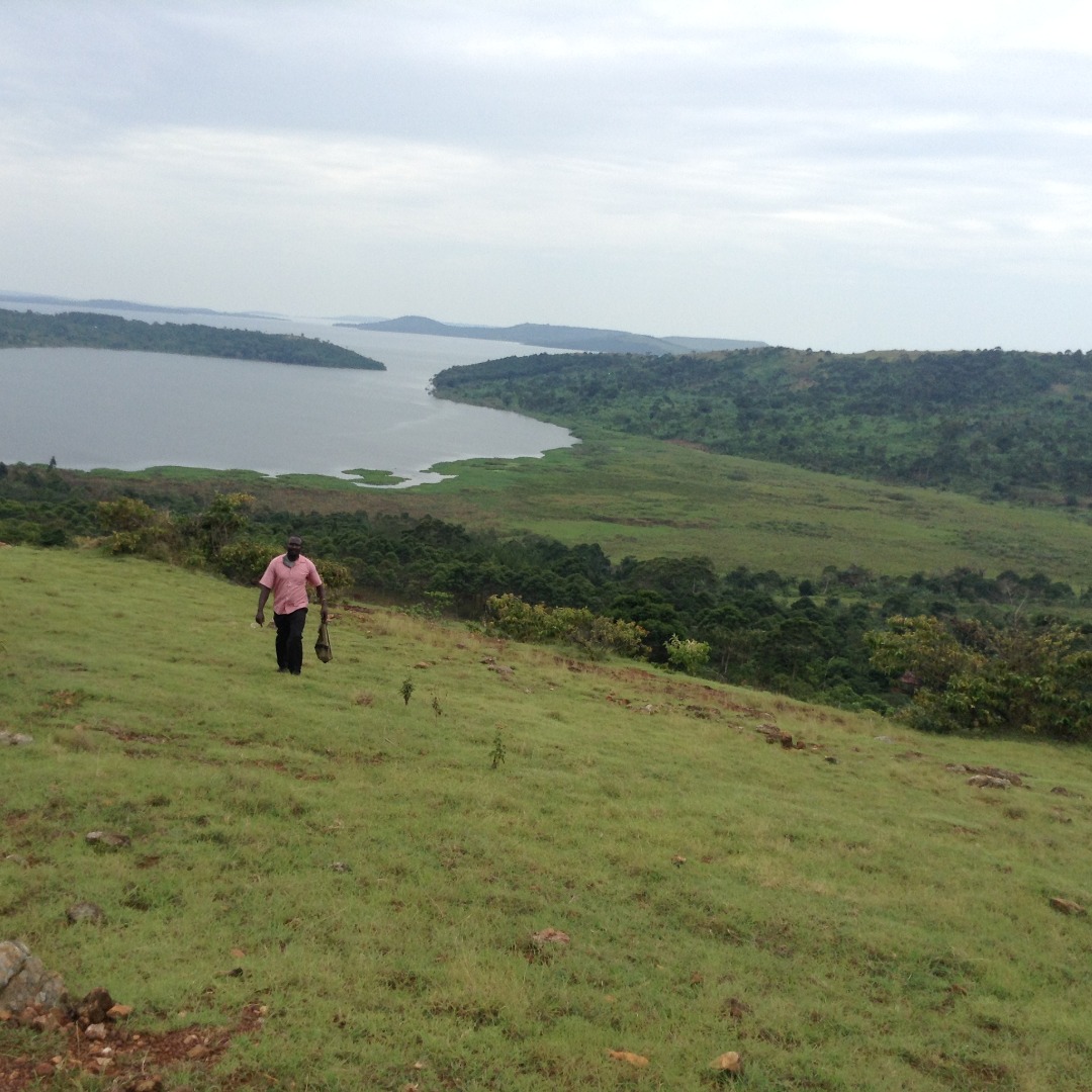 KiapiKFreddie76's tweet image. Good morning from Buikwe district #LandofGreenness and fresh scenic Lake Victoria. The home of the #Kiapi family. #tourism #realestate #forestry #Farming