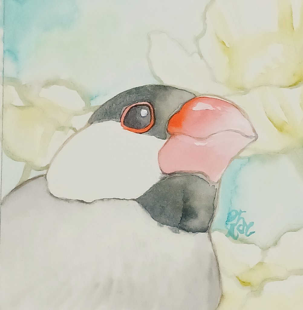 「鳥フェス広島、この子が参ります～ 」|見瑠人@腕鳥。二巻発売中!のイラスト