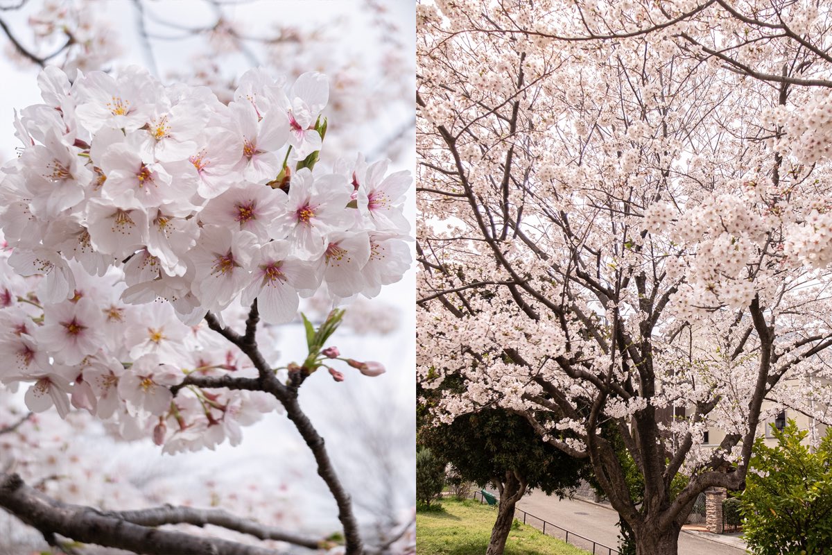 akibayouji's tweet photo. 桜と櫻に見る、視点について

日本語の「桜」と中国語の「櫻」は、同じ桜の花を指す漢字だが、その成り立ちは異なる。

「桜」は花びらがさけている様子を表しており、

一方「櫻」は花びらが貝殻のように見えることから、木に貝が纏わりついている様子を描いていると聞いた事がある。 https://t.co/9X8txgK0g4