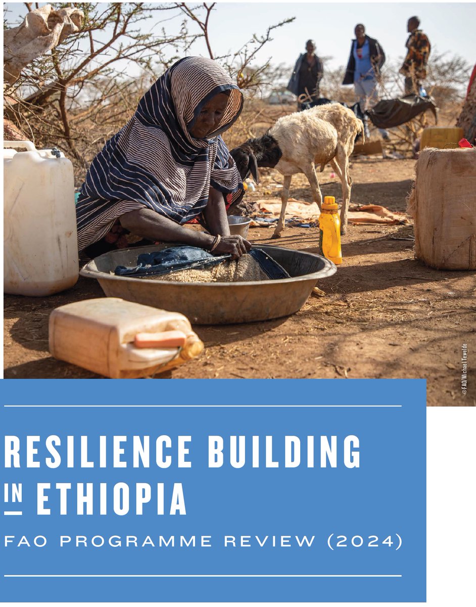 .@FAO is building communities' resilience through improved agriculture & strengthened food systems to shield them against different types of shocks. @FAOEthiopia's 2024 Resilience-Building Prg. Review 👉shorturl.at/ckr12 @FAOAfrica @FAOEastAfrica @FAOemergencies @UNOCHA