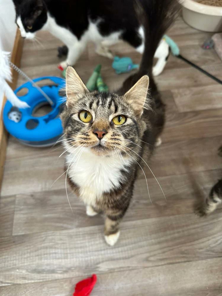 Luna is a really affectionate adventurous girl who loves following you around and sniffing out catnip! 😻 She’s around 9 months old. More and enquire: cats.org.uk/cherwell#adopt… #CatsOfTwitter #CatsOfX #AdoptDontShop