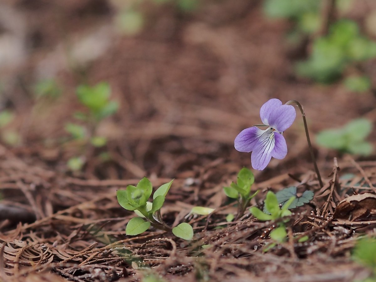 ぽつんと咲くスミレ✾

#神戸市立森林植物園

OLYMPUS PEN Lite E-PL6
M.ZUIKO DIGITAL ED 75mm F1.8