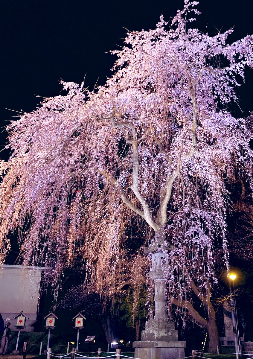 #しだれ桜
見応えがあり人気スポットです

　　2024年4月7日撮影

#高田城址公園  #日本三代夜桜  #夜桜