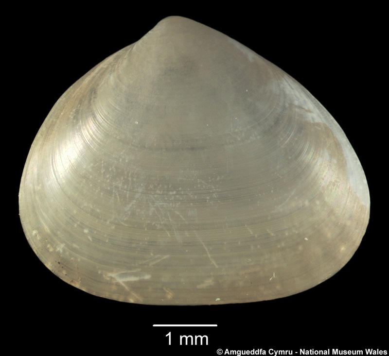Today's #MolluscMonday tweet is the bivalve Bornia sebetia. Mainly sublittoral. A Mediterranean and southern species not yet in the British fauna but recorded from Portugal naturalhistory.museumwales.ac.uk/BritishBivalve…
