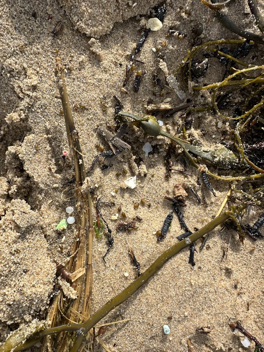 Throughly depressing walk along Hengistbury Head this morning - a high tide after a storm and the strand line was littered with thousands upon thousands of nurdles and plastic fragments.