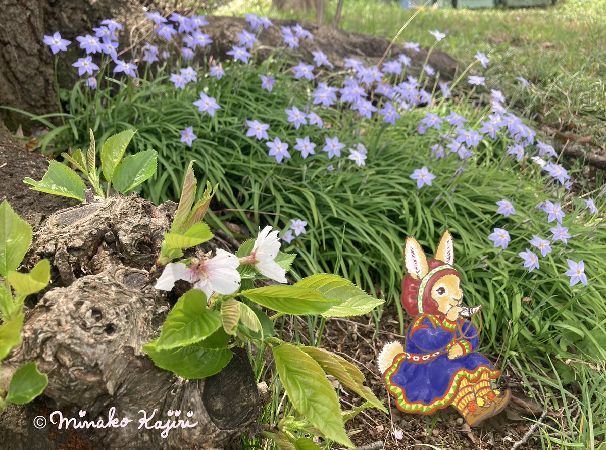 kajiriminako's tweet photo. おはなたちが
あしもとで　はるを　かなでてる♬

 #ハナニラ
 #springstarflower 
 #桜  #ラビッタちゃん 
 #minakokajiri  #かじりみな子 https://t.co/gpnXNIteiU