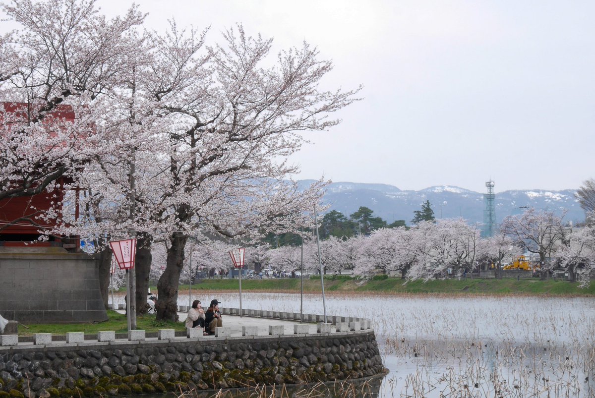 高田城址公園でお花見🌸
#日本三大夜桜
#高田公園