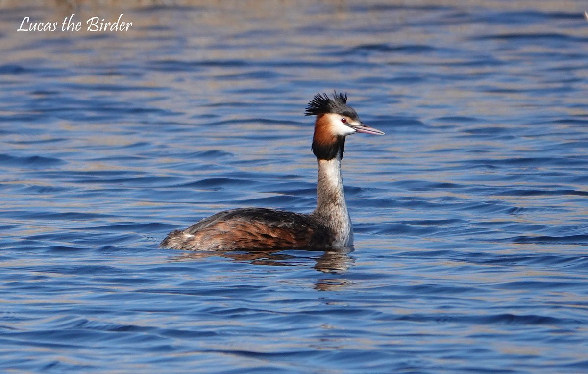 Great Crested Grebe at RSPB Ham Wall. #Grebe #BirdsOfTwitter #BirdsSeenIn2024 #birdphotography