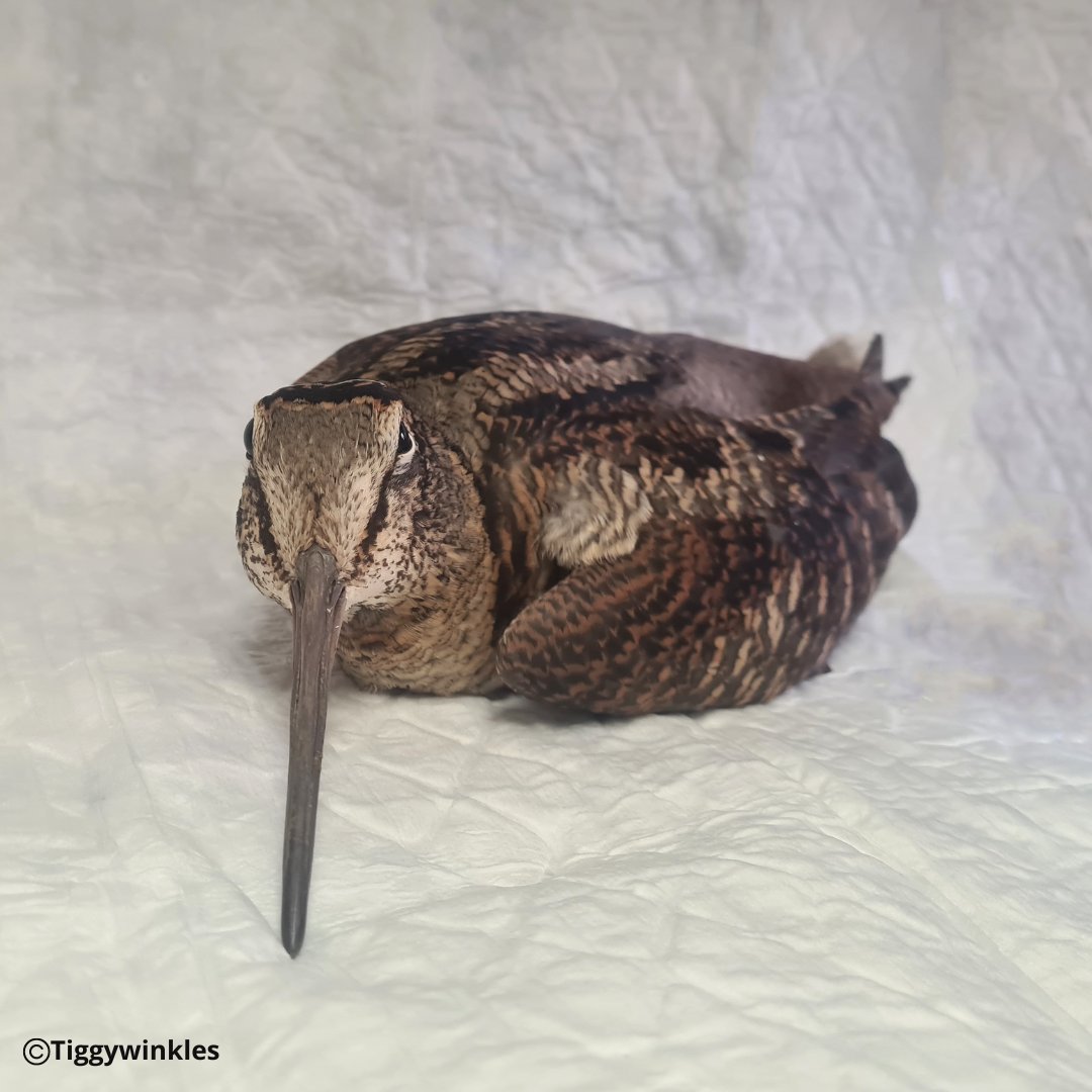 This woodcock was brought in when he was found on the ground. He had some blood in his mouth & may have flown into a window. Other than this he was fairly bright, so he was kept in for a period of monitoring and when he was feeling better, he was released back into the wild.