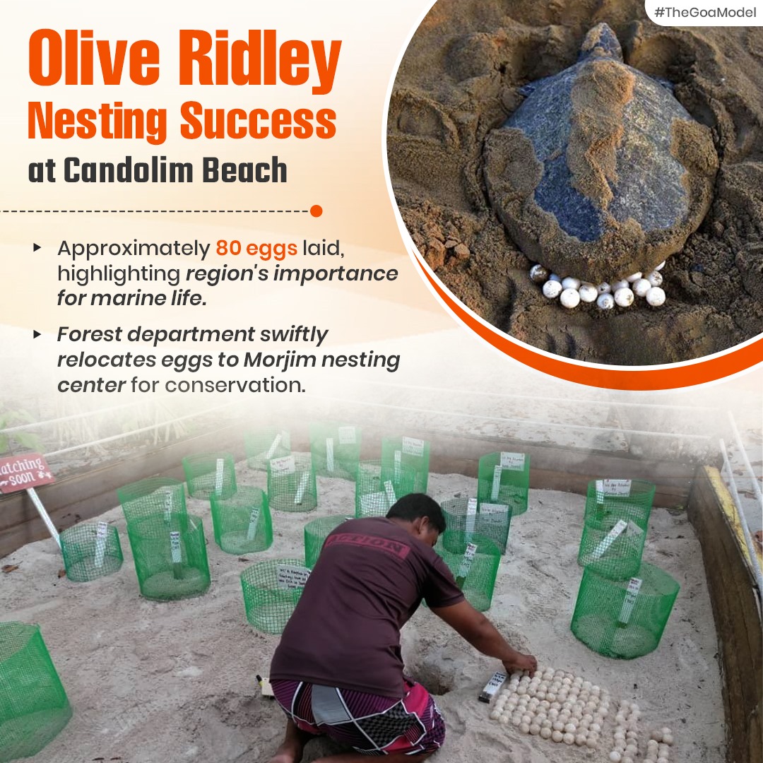 An Olive Ridley turtle has laid around 80 eggs, showcasing the region's role as a marine sanctuary. Forest department's swift action in relocating the eggs to Morjim nesting center reflects our commitment to conservation. #OliveRidley #ConservationSuccess #TheGoaModel