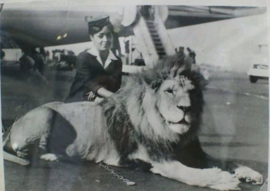 Our pride and joy, #Ethiopian Airlines, celebrates 78 years of gracefully connecting #Africa with the world. Meet Hamsa Aleka Mekuria, one of the friendly lions used to welcome dignitaries back in the days. Mekuria the lion even acted in 'Shaft in Africa'. Countless memories