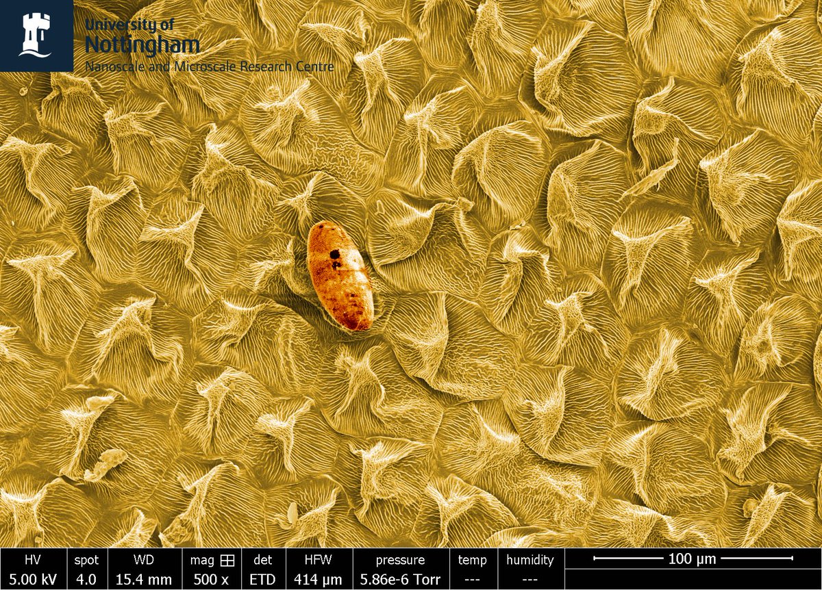 Here's something to brighten up your Monday morning...it's a SEM image of a Daffodil petal! 💐 What makes this image extra special is that it was captured by a Y12 work experience student who joined us in March for a day of all things materials characterisation!