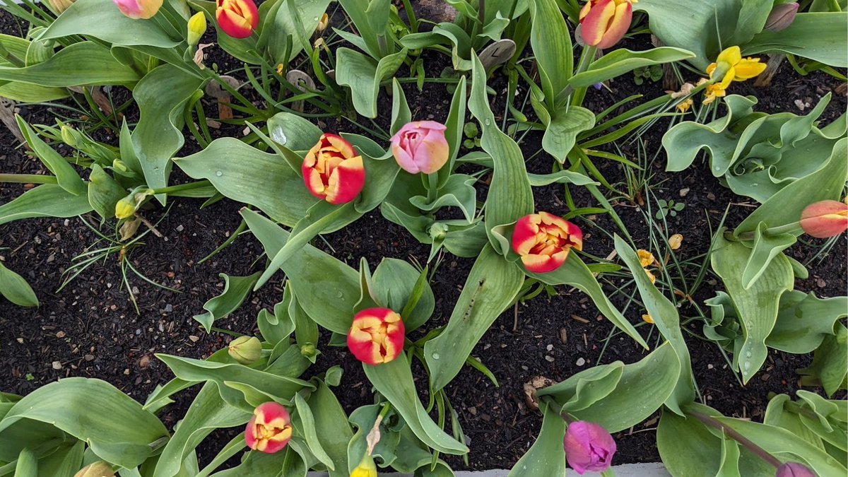 Young people at the after school club planted this 'bulb lasagne' in an old bath tub last autumn - isn't it looking amazing?

After school club is FREE and takes place every Wednesday in term time from 3:30pm - we'd love to see you there!
