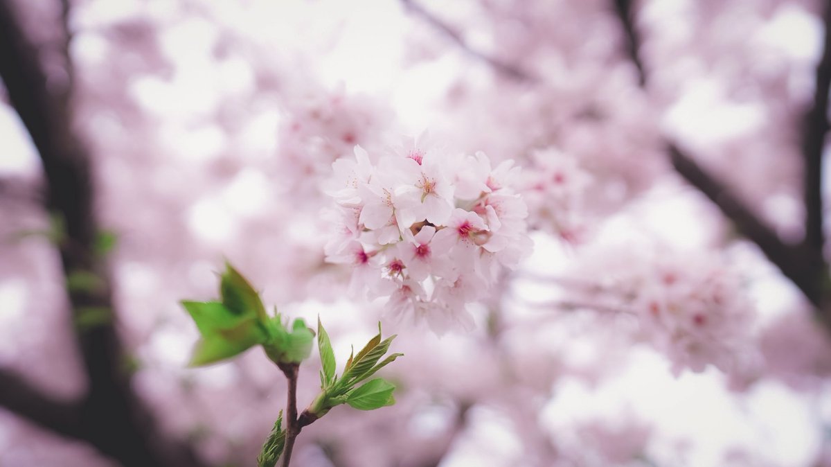 桜を今年も堪能しました🌸 #カメラ好きな人と繋がりたい #写真好きな人と繋がりたいて #ファインダー越しの私の世界 #キリトリセカイ #桜 #photograghy #SonyAlpha #写真で伝えたい私の世界 #風景写真 #田舎暮らし