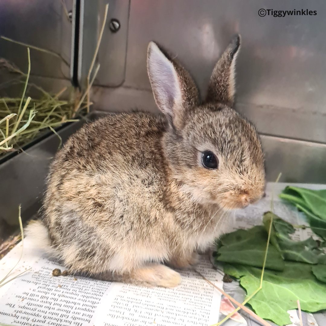 This little bunny (and 2 of her siblings) were brought in when their nest was disturbed. When they first arrived, they needed feeding and toileting by our veterinary team, but they are now much bigger and are eating independently and going from strength to strength.