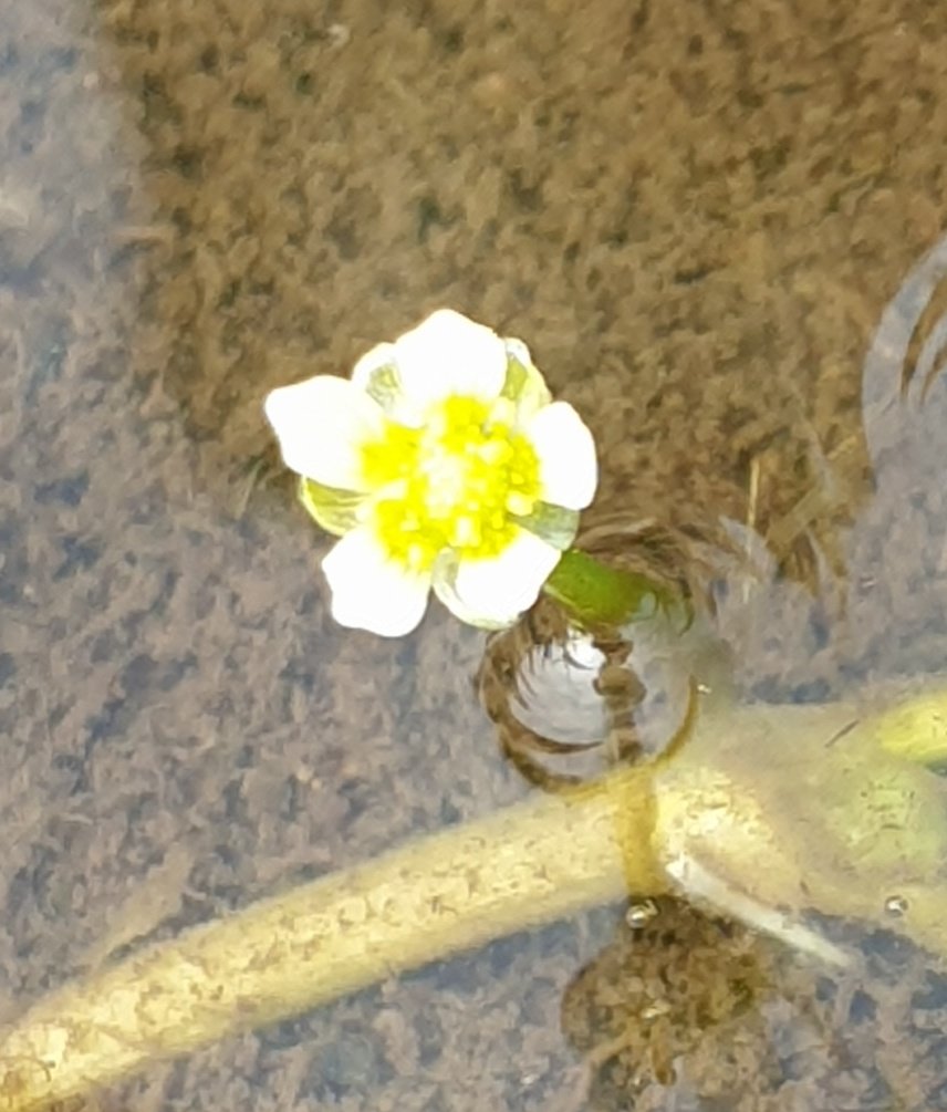 Possibly Ivy-leaved Crowfoot 
(Ranunculus hederaceus) in a muddy shallow pool at Lowland Point, near Coverack, on the Lizard. (An area where they are recorded) One single tiny flower open. 
#wildflowerID @BSBIbotany @CwallWildlife