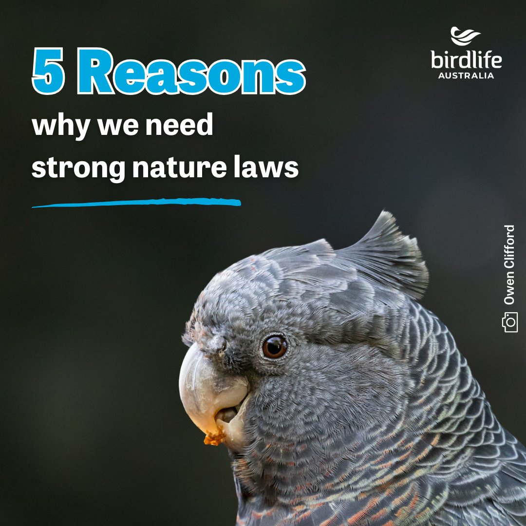 Australia’s nature is in crisis – these five birds are just some of the 163 species listed as threatened and at risk of extinction – and they need us to act now. Read it here: birdlife.org.au/news/5-reasons…
