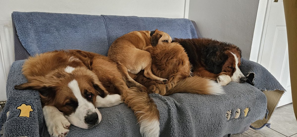 Current mood in the Deeds house. It's a tired start to the week. Go gently on yourselves this week friends. Peace! #stbernese #puppy #pugalier #dogsofX #dogsoftwitter