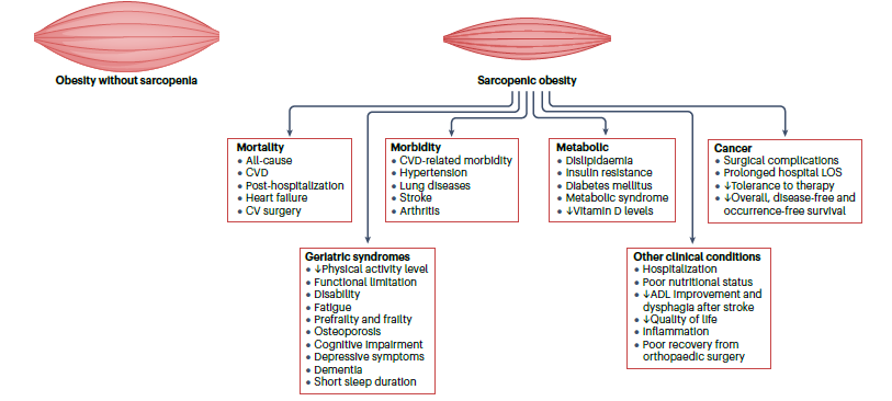 Clinical consequences of sarcopenic #obesity.  I know this condition is complex but preventative strategies such as #diet and #exercise can help to prevent complications like this as a person ages. 

#nutrition #exerciseismedicine #olderadults #sarcopenia
pubmed.ncbi.nlm.nih.gov/38321142/