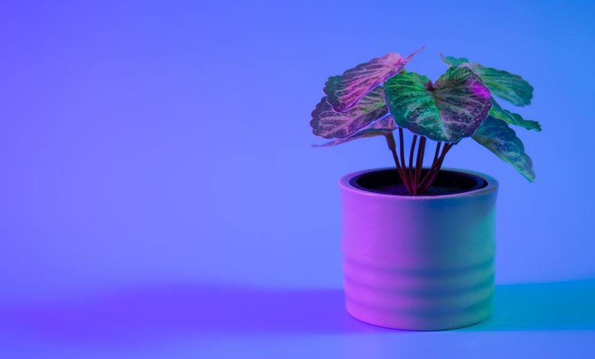 Sometimes a pot plant isn't enough. Our expert, Mac Macmillan provides insight into why 'the Spanish data protection authority, the AEPD, has fined a health clinic €30,000'. What could the reason be? Find out now! inquisitiveminds.bristows.com/post/102j4fi/s… #Data #DataProtection #GDPR