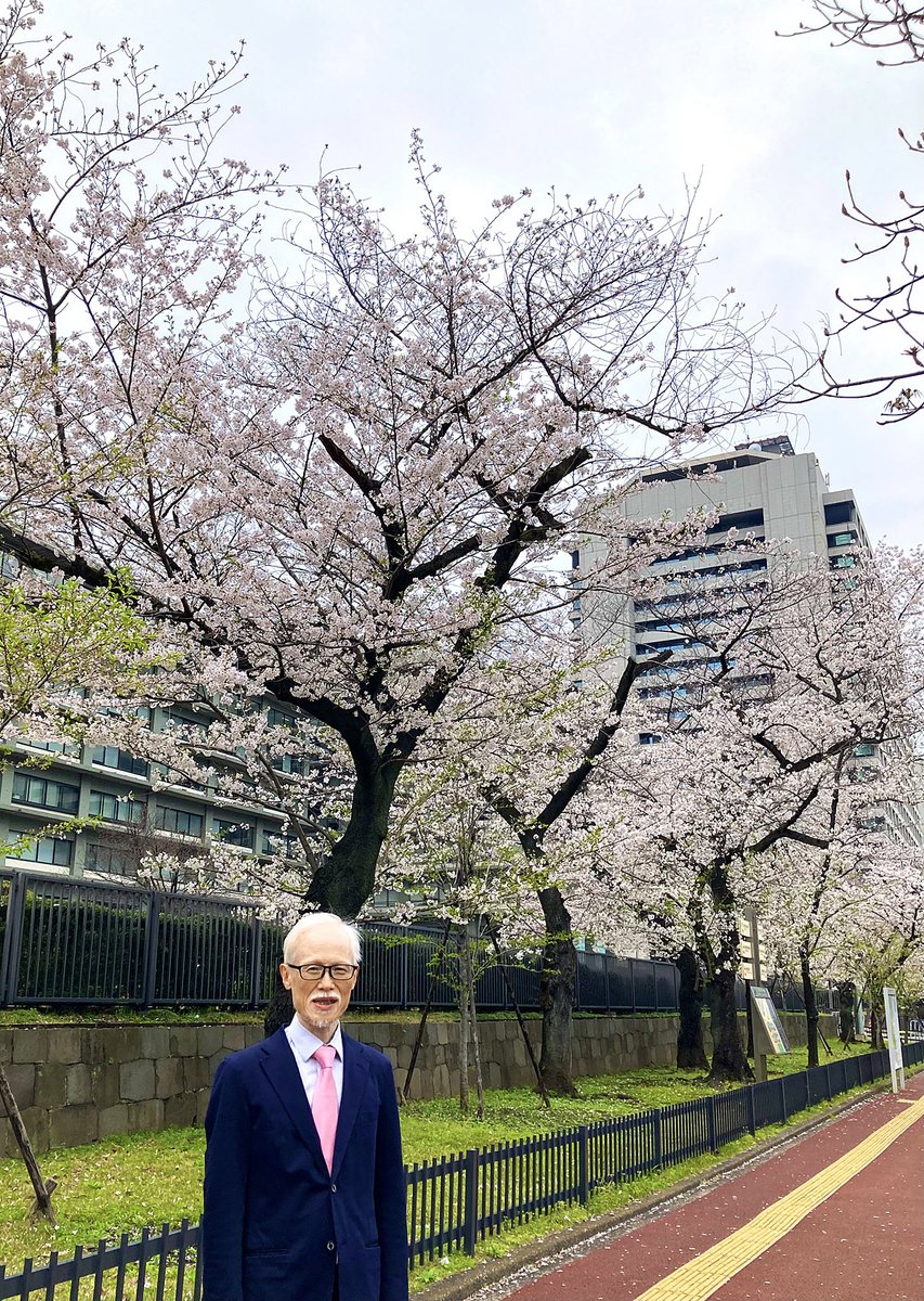 Körbärsträden står i full blom i Tokyo! Jag förtrollades av en översvallande blomsterprakt som omgav det japanska utrikesdepartementet. Nu är jag glad att återvända till Sverige när blomstersäsongen tar sin början.