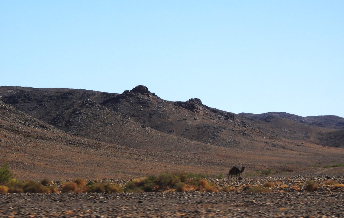 estacanicazul's tweet photo. Simplificando hay 2 tipos de #desierto #Hammada de piedras sin arena el mas numeroso y #Erg de grandes #dunas.
La arena se desplaza con el viento a veces como tormenta. Solo si estuviste en una o si te tiraron cubos de arena a la cara aprecias el uso del pañuelo #bereber. https://t.co/CQLuXdrlTn