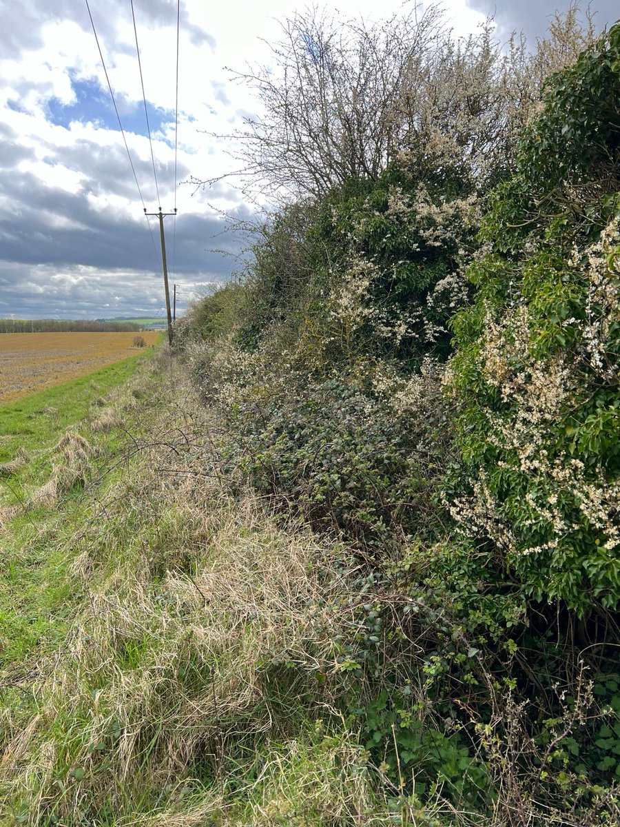We are excited to start The Wessex Dormouse Project, funded by North Wesex Downs AONB FIPL. Working with cluster groups & across wider area, surveying hedgerows identifying suitable habitat, to create landscape corridors #northwessexdowns #SouthernStreams #wessexfarmconservation