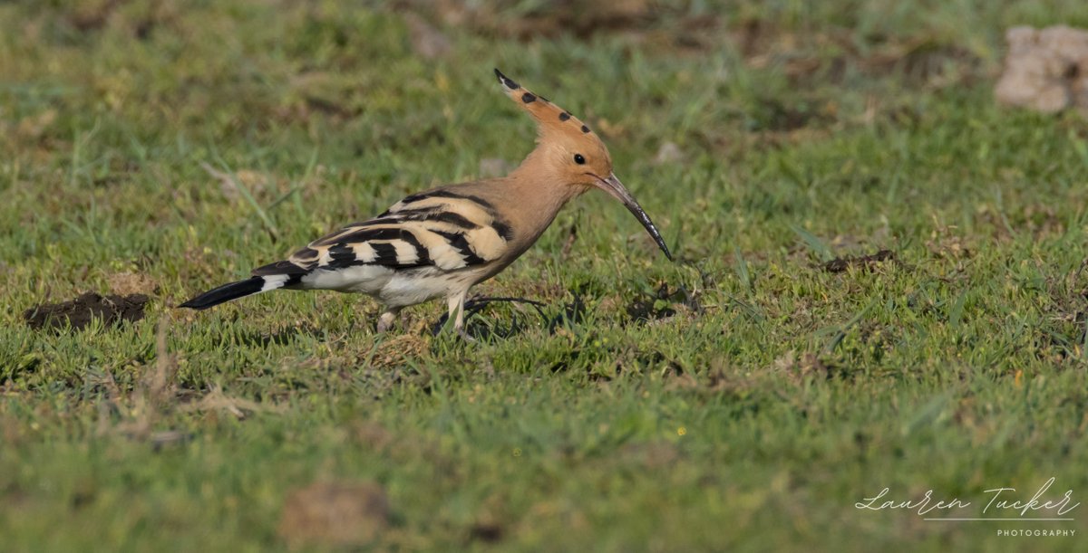 Eurasian Hoopoe - Upupa epops
Cyprus 🇨🇾
April 2024
@CanonUKandIE | #cyprusbirds