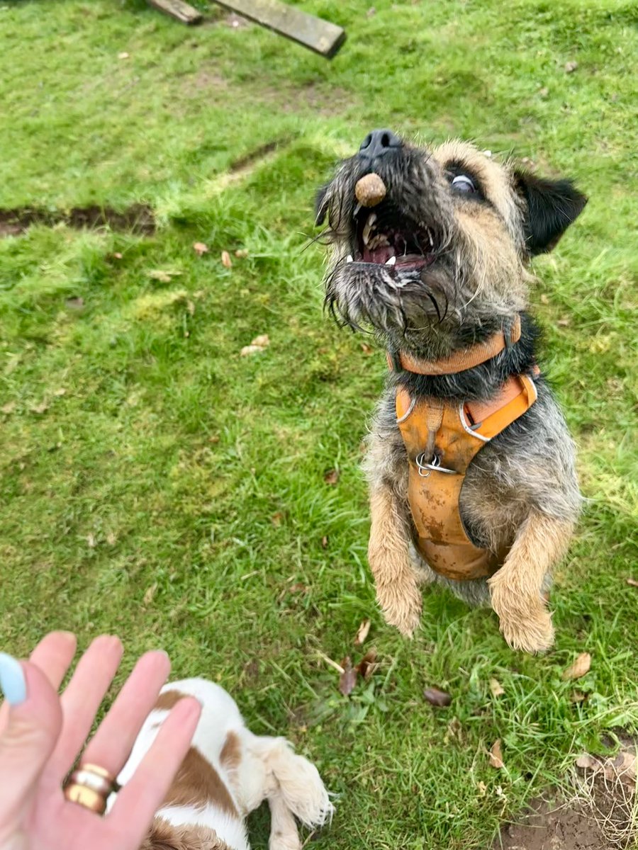 On top of my game today pals. Hole in one every time 😉🐾 #BTPosse #btposse #dog #borderterrier #winning #holeinone