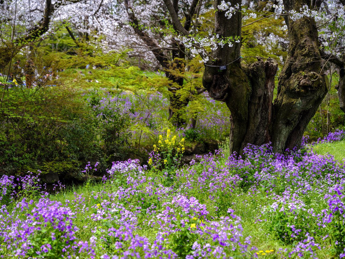 昭和記念公園　2024-04-07_4 諸葛菜　菜の花　桜 Fujifilm GFX 100s GF 45-100mm F4 R LM OIS WR #fujifilm #GFX #昭和記念公園 #諸葛菜 #菜の花 #桜