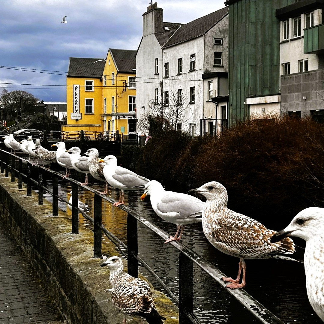 In Galway's Westend, we don't get all our ducks in a row... we get all our seagulls in a row 🦆🕊😂 We love this photo by @AnTobarNua of the Galway Gulls queuing up for their famous cookies! Thanks for using our hashtag #galwayswestend 📸