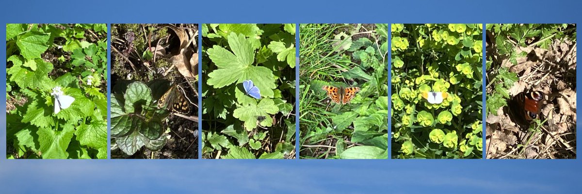 One sunny Sunday afternoon in south Norfolk. One patch of garden. Six species of butterfly come out to play.