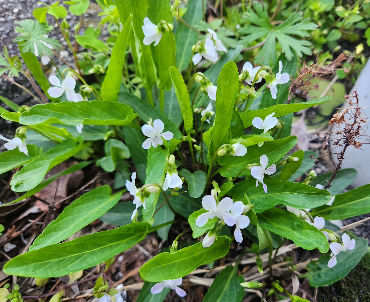 アリアケスミレ(有明菫)
名前の由来は花の色が変化に富むのを有明の空に譬えたからとか。

街中で見つけた植物