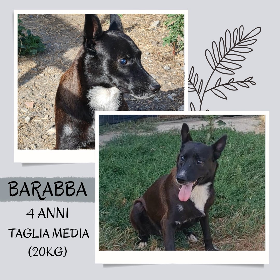 🐕 BARABBA, GIOVANE SIMIL LUPETTO 💖
4 anni
Taglia media (20 kg)

📍 Calabria, adottabile in tutto Nord e Centro Italia

3468760522 Chiara / 3404522099 Ilaria

#Adottami #Adopt #Dog