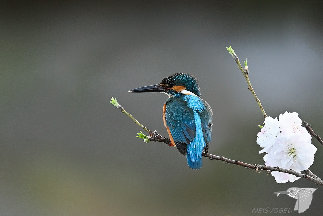 今日のカワセミ　 Eisvogel des Tages ※花桃＋カワセミはシンプルに・・・ #カワセミ #花桃 #野鳥撮影 #Kingfisher #Z9